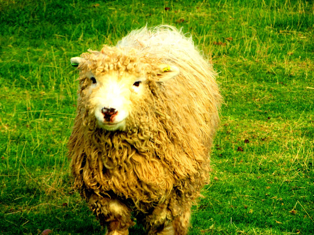 Comments and reviews of Doonies Rare Breeds Farm