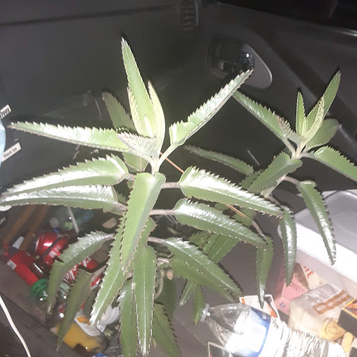 Auto Repair Shop «R & M Auto Service & Forklift Repair», reviews and photos, 4717 Slauson Ave, Maywood, CA 90270, USA