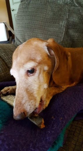 Pet Supply Store «Brown Dog Bakery», reviews and photos, 2310 SE Delaware Ave, Ankeny, IA 50021, USA