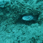 Photo n° 6 de l'avis de Geoffrey.U fait le 31/07/2020 à 21:45 pour OCEANA V.S.M centre et école de plongée. Activité subaquatique, Arcachon, bassin. Atlantique, plongée à Arcachon