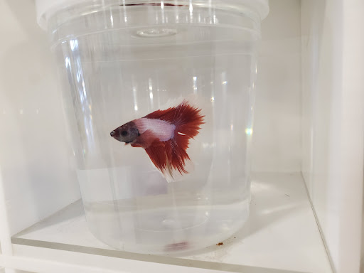 Pet Supply Store «PetSmart», reviews and photos, 1236 Greenbrier Pkwy, Chesapeake, VA 23320, USA