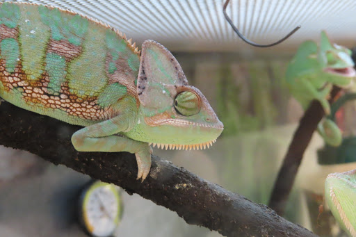 Pet Supply Store «Petco Animal Supplies», reviews and photos, 2140 E Blvd St, Kokomo, IN 46902, USA