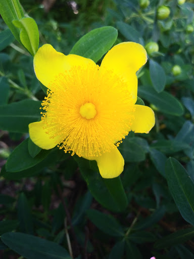 Park «Sunset Park», reviews and photos, 7th Ave & 43rd St, Brooklyn, NY 11232, USA