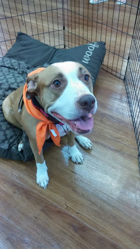 Pet Store «Pet Supermarket», reviews and photos, 9798 Glades Rd, Boca Raton, FL 33434, USA