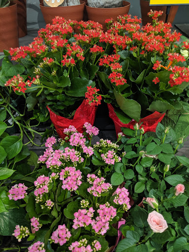 Grocery Store «Food Lion», reviews and photos, 14811 Spotswood Trail, Elkton, VA 22827, USA