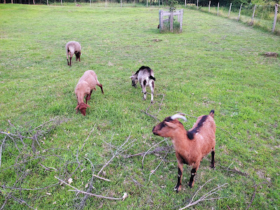 Chez Plumette à Montazeau