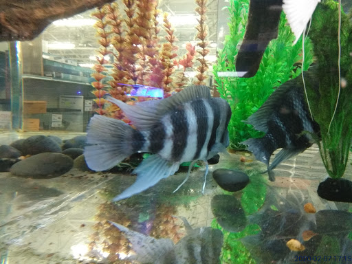 Pet Store «The Pet Zone», reviews and photos, 20 W Oak St, Pittston, PA 18640, USA