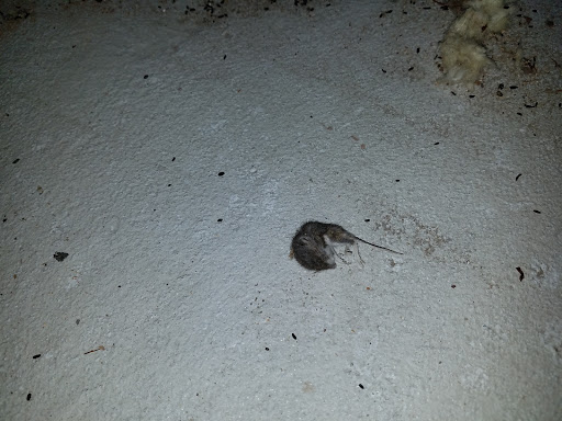 Insulation Contractor «Atticrawl LLC», reviews and photos