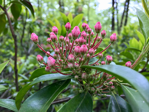 Nature Preserve «Eidolon Nature Preserve», reviews and photos, 2146 Orleans Rd, Great Cacapon, WV 25422, USA