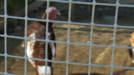 Farm «Clarks Elioak Farm LLC», reviews and photos, 10500 Clarksville Pike, Ellicott City, MD 21042, USA