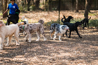 Shady Acres Pet Ranch - Photo 3 - Car repair in Round Rock, TX, Round Rock
