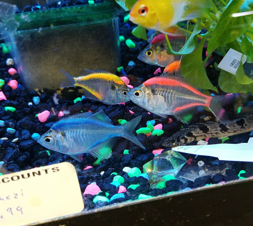 Pet Store «Petland Discounts - LI City», reviews and photos, 34-60 48th Ave, Queens, NY 11101, USA