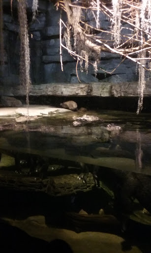 Zoo «Durhams Bear Canyon», reviews and photos, 3701 S 10th St, Omaha, NE 68107, USA