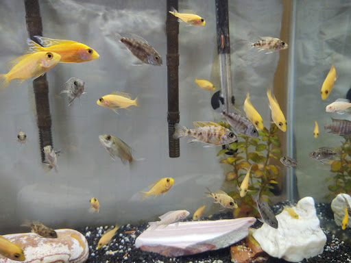 Pet Store «Pets Plus», reviews and photos, 151 Lincoln Hwy, Fairless Hills, PA 19030, USA