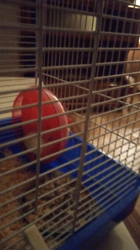 Bichos en Tomelloso, Ciudad Real