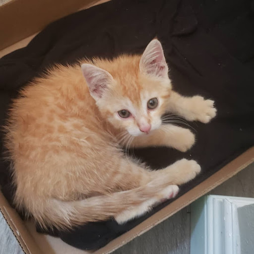 Pet Supply Store «Petco Animal Supplies», reviews and photos, 5215 Lakewood Blvd, Lakewood, CA 90712, USA