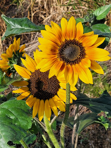 Old Man Creek Nursery