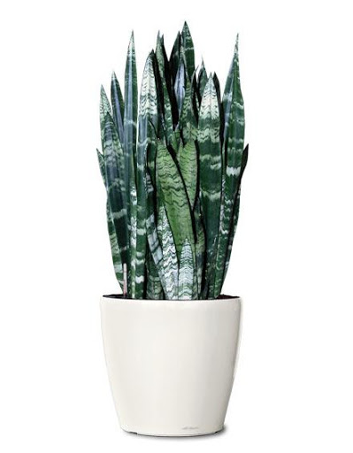 Florist «La Fleur Florals and Events», reviews and photos, 2047 Wilton Dr, Wilton Manors, FL 33305, USA