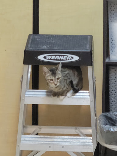 Pet Supply Store «PetSmart», reviews and photos, 534 US-441, Lady Lake, FL 32159, USA