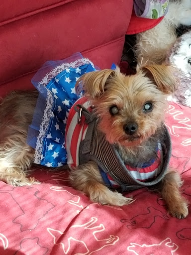 Pet Supply Store «Pet Supplies Plus», reviews and photos, 7007 Manchester Blvd, Franconia, VA 22310, USA