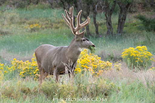 Campground «Morefield Campground», reviews and photos