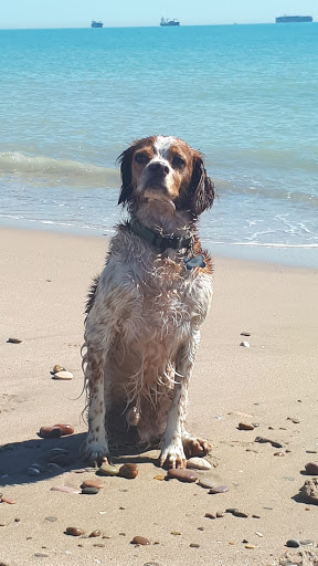 Clínica Veterinaria Alora en Chiclana de la Frontera