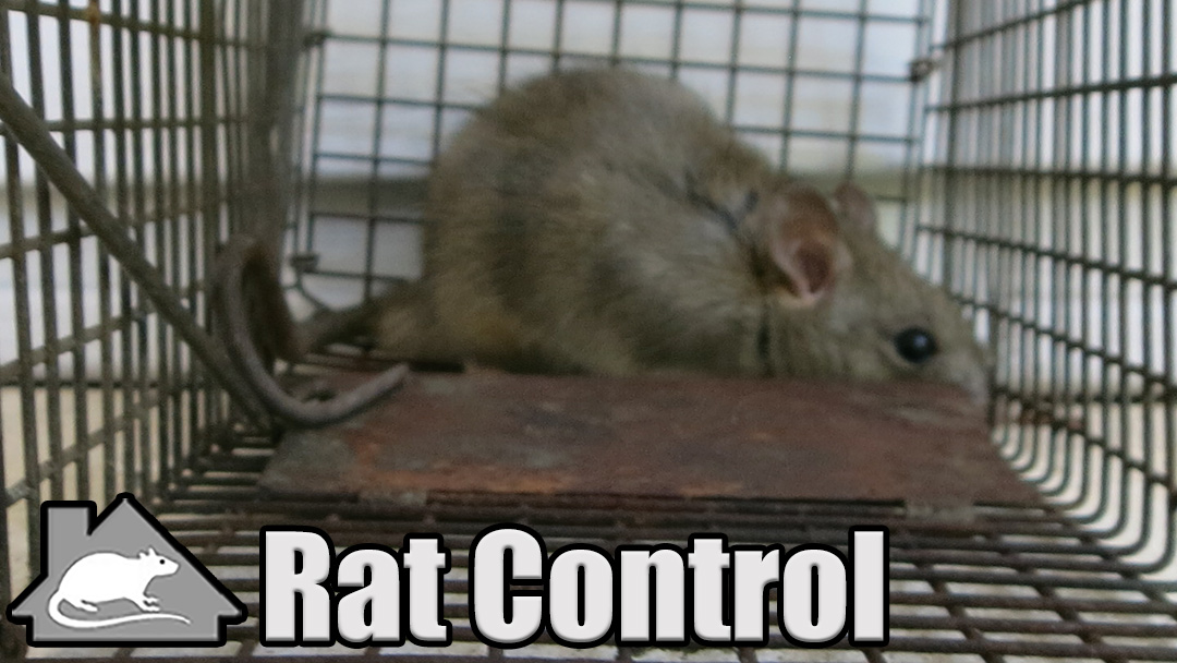 Annapolis Rat Control