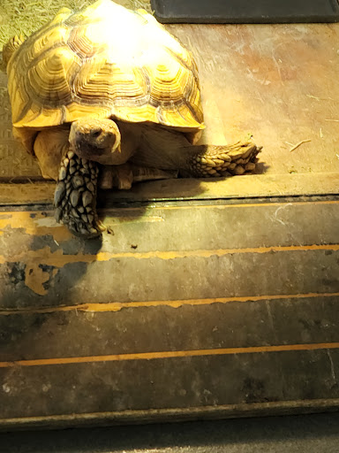 Pet Store «Petland Pensacola», reviews and photos, 6235 N Davis Hwy, Pensacola, FL 32504, USA