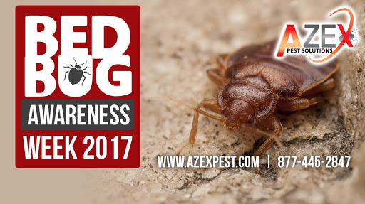 AZEX Pest Solutions - Bed Bug Treatments