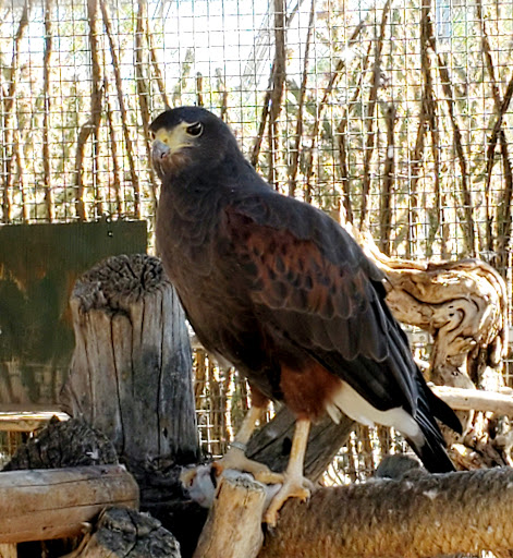 Wildlife Rescue Service «Southwest Wildlife Conservation Center», reviews and photos, 27026 N 156th St, Scottsdale, AZ 85262, USA