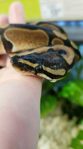 Pet Supply Store «Petco Animal Supplies», reviews and photos, 13 Welles St, Glastonbury, CT 06033, USA