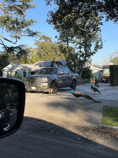 Dollar Store «Dollar Tree», reviews and photos, 181 S Rosemead Blvd, Pasadena, CA 91107, USA