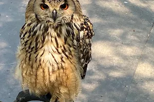 Festival Park Owl Sanctuary image
