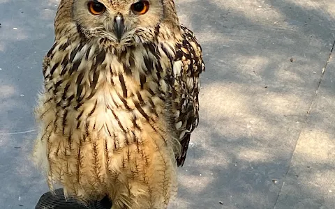 Festival Park Owl Sanctuary image