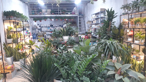 Top 20 cửa hàng cây kiểng Huyện Ba Vì Hà Nội 2022