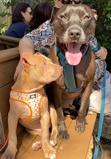 Pet Supply Store «Pet Supermarket», reviews and photos, 11160 Panama City Beach Pkwy #402, Panama City Beach, FL 32407, USA