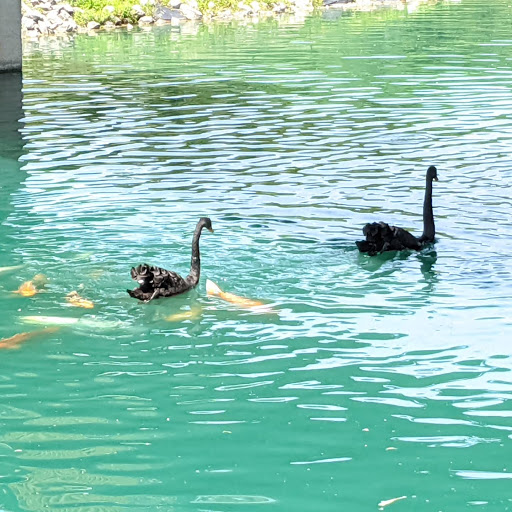 Restaurant «Hidden Valley Animal Adventure», reviews and photos, 2887 Royce Rd, Varysburg, NY 14167, USA