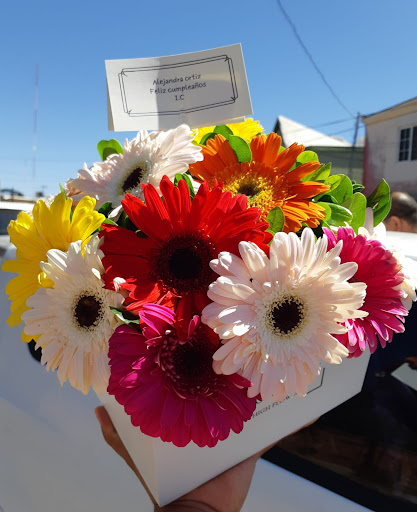 Flores cuu – Chihuahua
