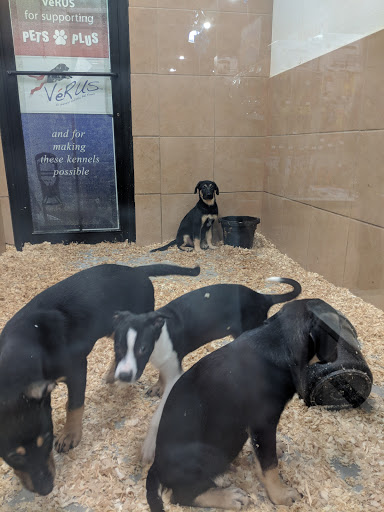 Pet Store «Pets Plus - Lansdale», reviews and photos, 555 S Broad St, Lansdale, PA 19446, USA