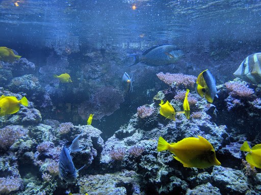 Aquarium «Atlantic City Aquarium», reviews and photos, 800 N New Hampshire Ave, Atlantic City, NJ 08401, USA