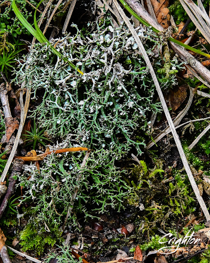 Nature Preserve «Fern Cliff Nature Preserve», reviews and photos, W County Rd 375 S, Greencastle, IN 46135, USA