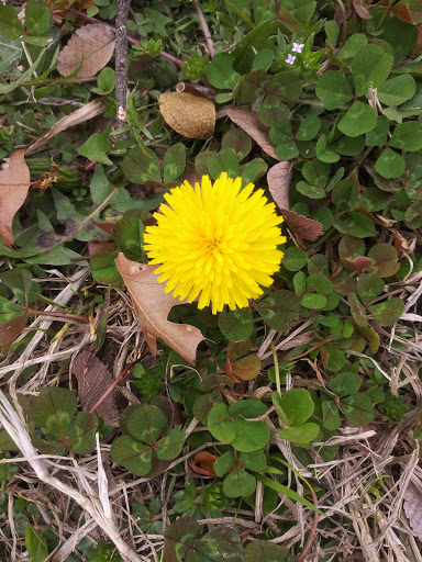 Park «West Park», reviews and photos, 600 Westpark Way, Euless, TX 76040, USA