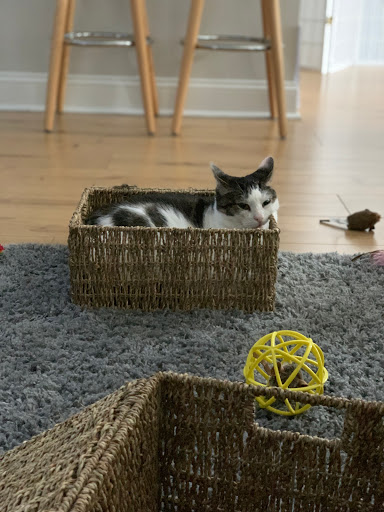 Pet Supply Store «PetSmart», reviews and photos, 220 Commerce Blvd, Fairless Hills, PA 19030, USA