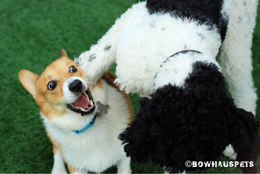 Dog Day Care Center «The Bowhaus Pet Company», reviews and photos, 2472 E Colorado Blvd, Pasadena, CA 91107, USA