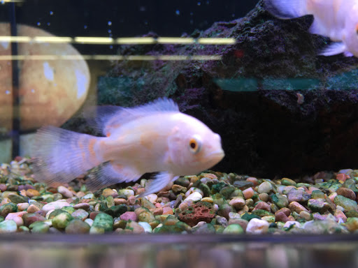 Pet Supply Store «Petco Animal Supplies», reviews and photos, 3495 Sports Arena Blvd, San Diego, CA 92110, USA