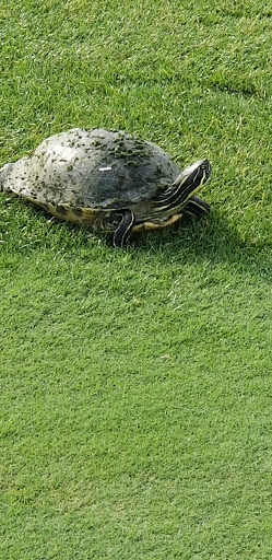 Golf Club «PGA National Golf Club», reviews and photos, 400 Ave of the Champions, Palm Beach Gardens, FL 33418, USA