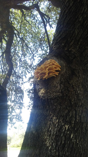 Liquor Store «Shot Glass», reviews and photos, 1027 W Oaklawn Rd, Pleasanton, TX 78064, USA