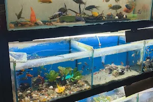 Patel Aquarium & Ornamental Fish Shop. image