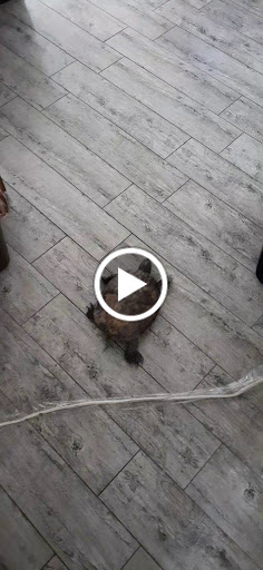 Drug Store «Walgreens», reviews and photos, 2100 N Broad St, Commerce, GA 30529, USA