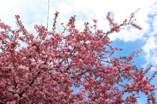 Public Golf Course «Wellshire Golf Course», reviews and photos, 3333 S Colorado Blvd, Denver, CO 80222, USA